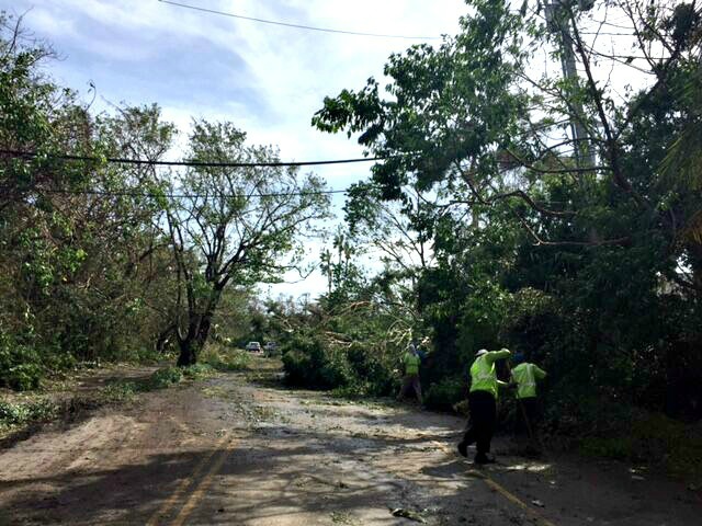 Hurricane Irma Florida trees